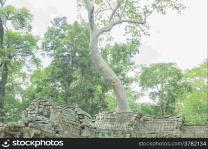 Poplar roots infested by a Angkor Bayon