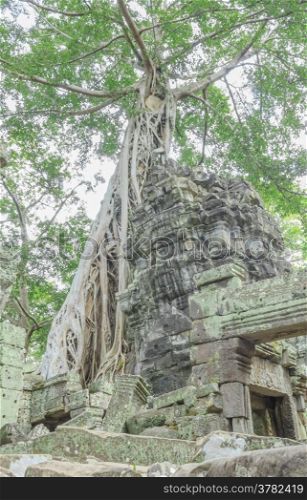 Poplar roots infested by a Angkor Bayon