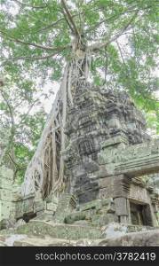 Poplar roots infested by a Angkor Bayon