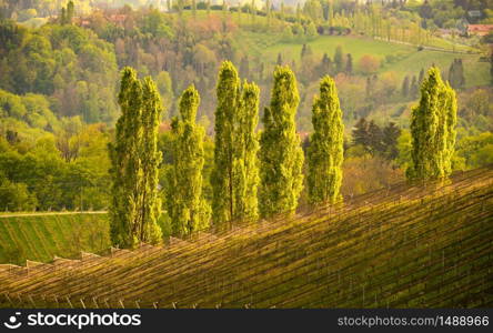 Poplar trees wine street area south Styria , wine country in spring. Tourist destination. Green hills and crops of grapes.. Five Poplars in sun, wine street area south Styria , wine country. Tourist destination