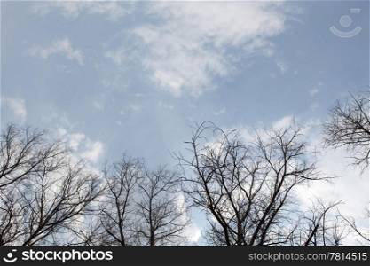 Poplar trees without leaves in the spring against the cloudy sky