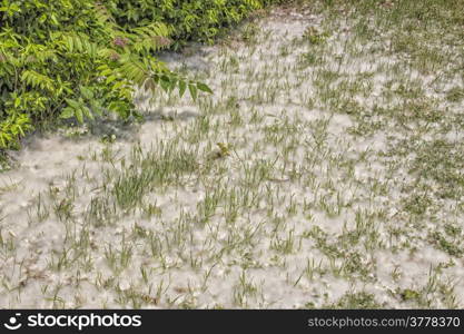 Poplar white snowlike hairs in the Pinewood forest on the Pialassa della Baiona brackish lagoon near Marina Romea along te Adriatic seaside in Ravenna (Italy)