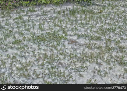 Poplar white snowlike hairs in the Pinewood forest on the Pialassa della Baiona brackish lagoon near Marina Romea along te Adriatic seaside in Ravenna (Italy)