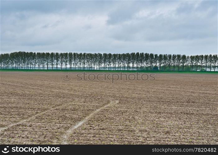 Poplars on the Protective Dam in the Netherlands