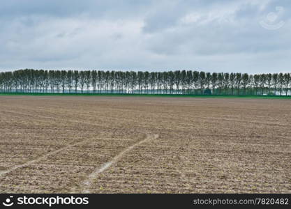 Poplars on the Protective Dam in the Netherlands