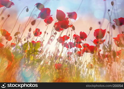 Poppies