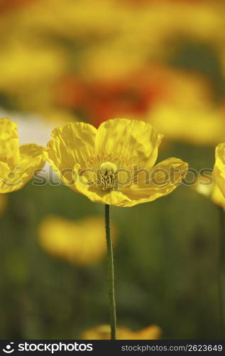 Poppies