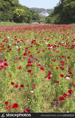 Poppies