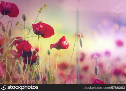 Poppies