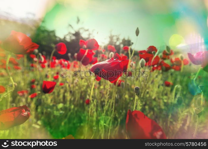 Poppies