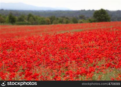 poppies against mountains at background