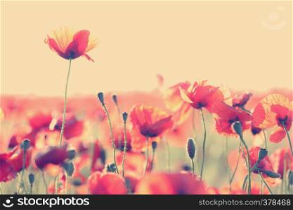 poppies against sky at background