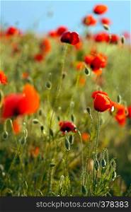 poppies against sky at background, Provence