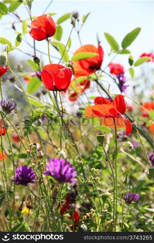 Poppies and other wild flowers on a green field in spring. Turkey.Side