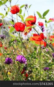 Poppies and other wild flowers on a green field in spring. Turkey.Side