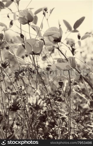 Poppies and other wild flowers on a green field in spring. Turkey.Side. In Sepia toned. Retro style