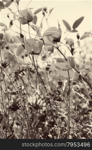 Poppies and other wild flowers on a green field in spring. Turkey.Side. In Sepia toned. Retro style