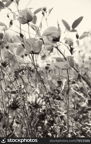 Poppies and other wild flowers on a green field in spring. Turkey.Side. In black and white toned. Retro style