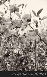 Poppies and other wild flowers on a green field in spring. Turkey.Side. In black and white toned. Retro style