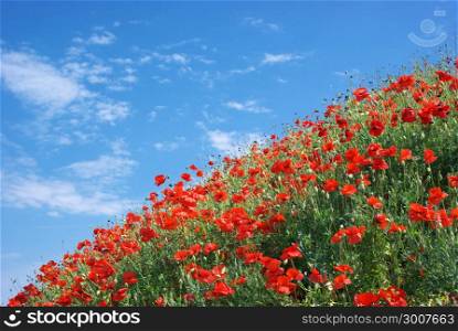 Poppies and sky. Nature composition.