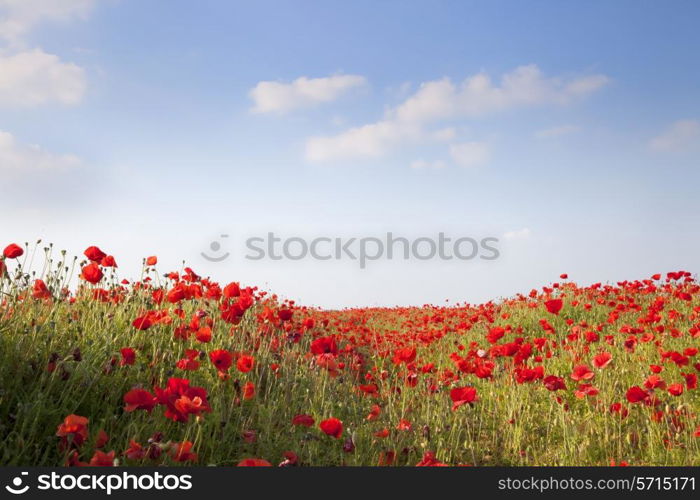 Poppies background with blue sky and fluffy clouds.