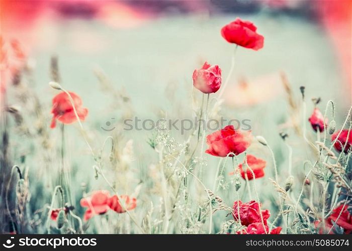 Poppies field, Beautiful nature landscape