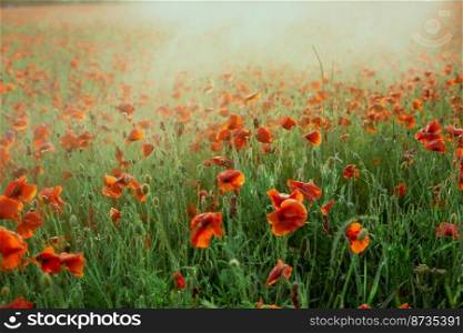 Poppies field covered with sunlight landscape photo. Beautiful nature scenery photography with flowers on background. Idyllic scene. High quality picture for wallpaper, travel blog, magazine, article. Poppies field covered with sunlight landscape photo