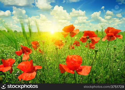 poppies field in rays sun