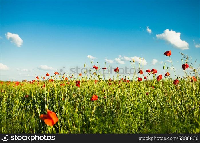 Poppies field over blue sky with clouds