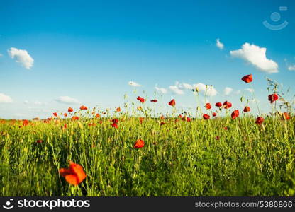 Poppies field over blue sky with clouds