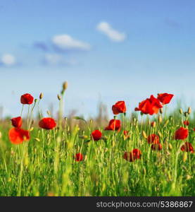 Poppies field over blue sky with clouds