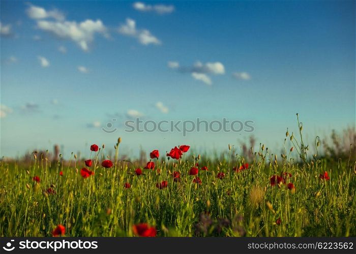 Poppies field over blue sky with clouds. Poppies field and sky