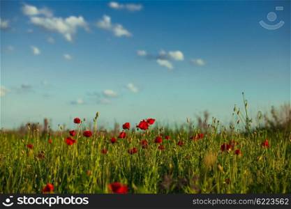 Poppies field over blue sky with clouds. Poppies field and sky