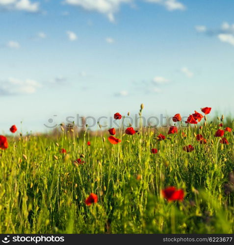 Poppies field over blue sky with clouds. Poppies field and sky