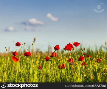 Poppies field over blue sky with clouds. Poppies field and sky