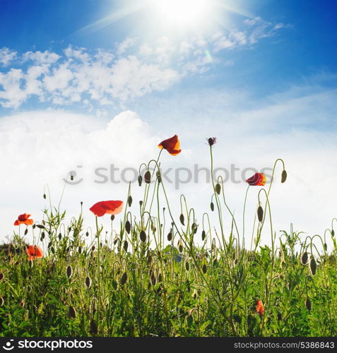 Poppies field over blue sky with sunshine