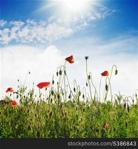 Poppies field over blue sky with sunshine