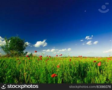 Poppies field over blue sky with sunshine. Poppies field view
