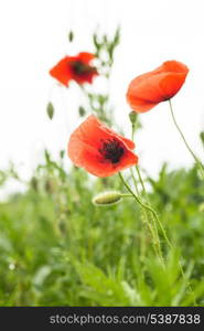 Poppies field over white background for design