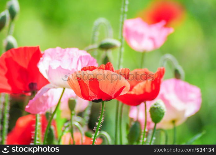 Poppies flowering Latin papaver rhoeas with the light behind. Red and pink poppy flowers in a field, red papaver