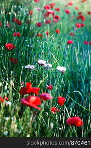 Poppies flowers and other plants in the field. Flowery meadow flooded by sunlight in the summer