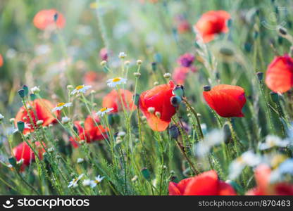 Poppies flowers and other plants in the field. Flowery meadow flooded by sunlight in the summer