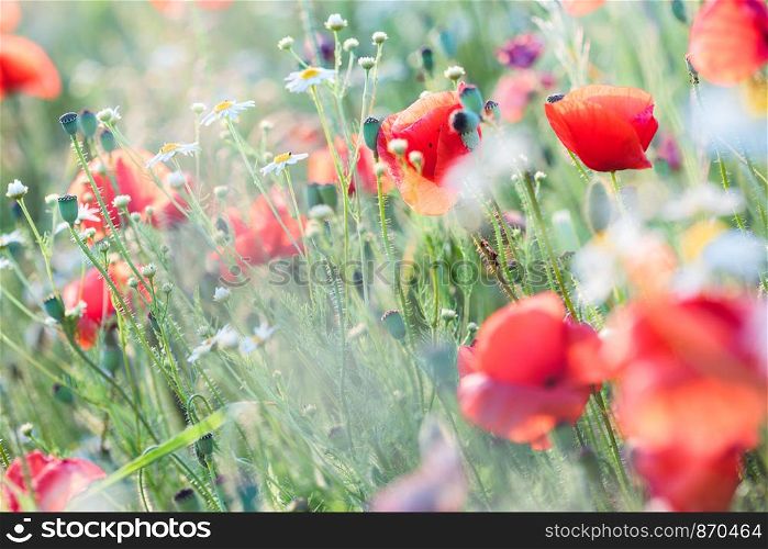 Poppies flowers and other plants in the field. Flowery meadow flooded by sunlight in the summer