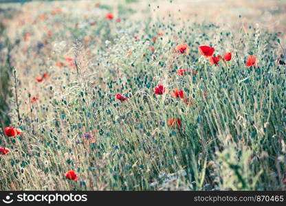 Poppies flowers and other plants in the field. Flowery meadow flooded by sunlight in the summer