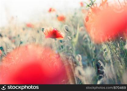 Poppies flowers and other plants in the field. Flowery meadow flooded by sunlight in the summer