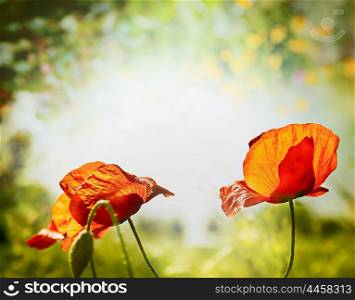 poppies flowers on hot weather nature background
