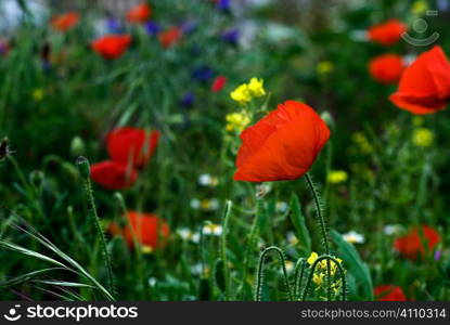 Poppies grow in Granada, Spain