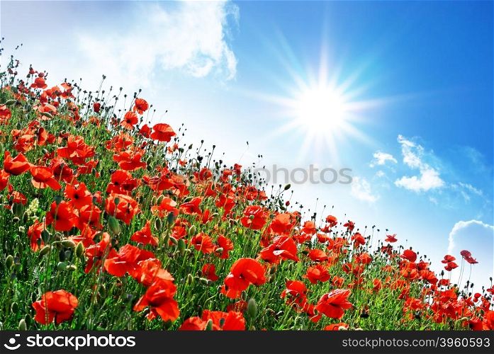 Poppies hill and sunny sky. Composition of spring nature.