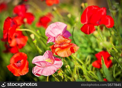 Poppies in a garden