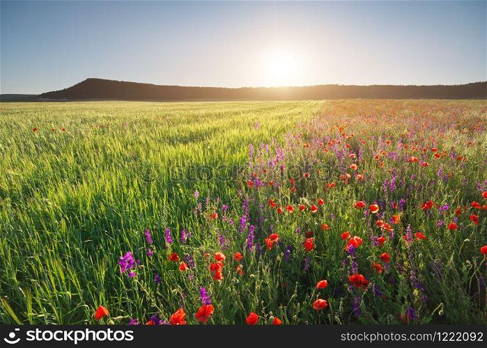Poppies meadow and green wheat landscape. Spring half nature composition.